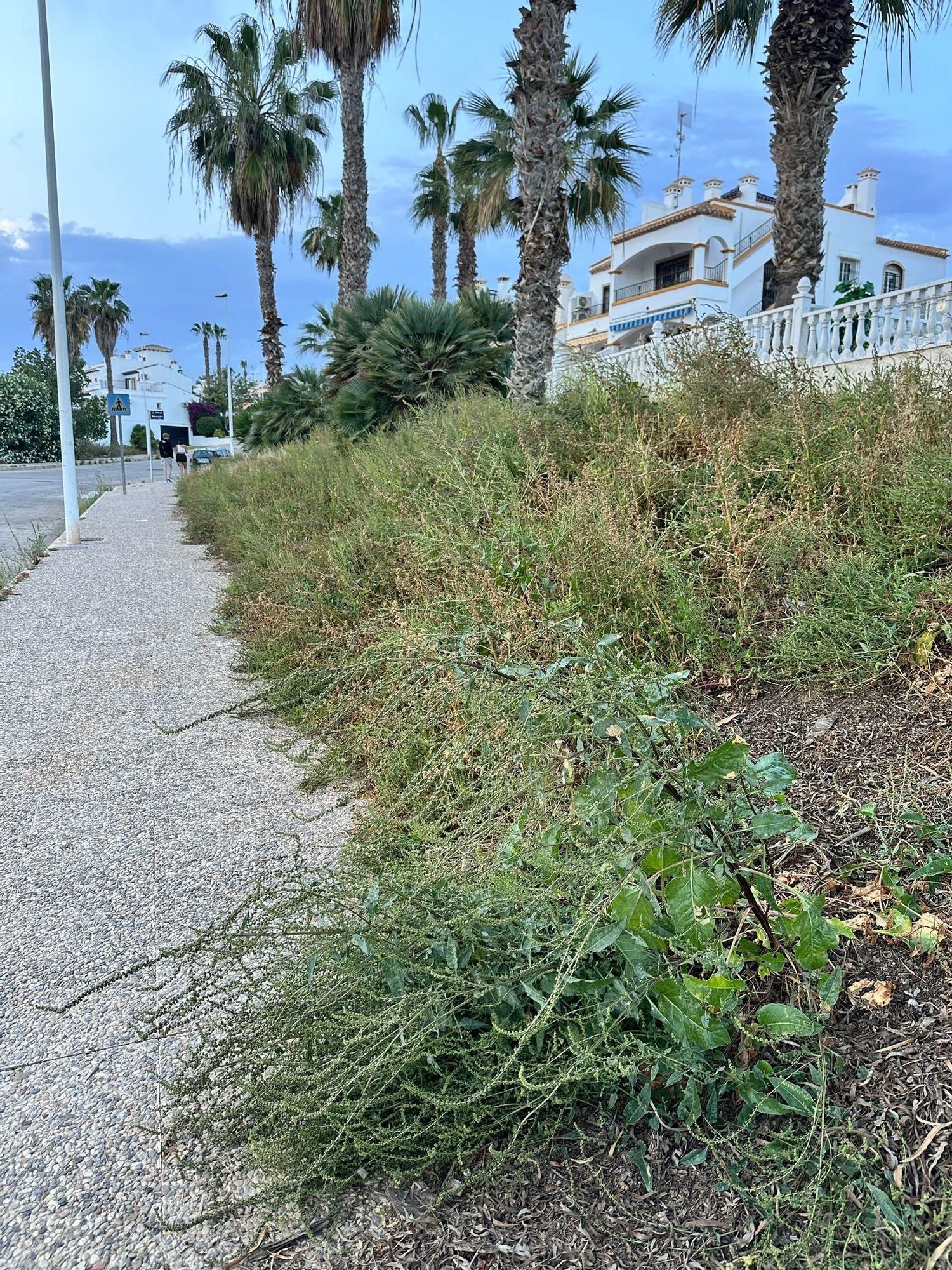 Una jungla sobre el asfalto de Orihuela Costa