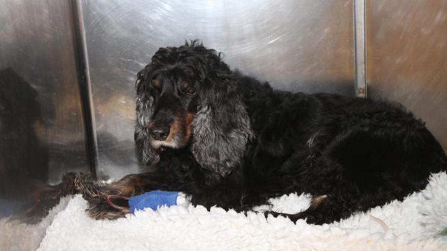 El perro que ha sobrevivido al supuesto envenenamiento, ´Coco´, en la clínica veterinaria.