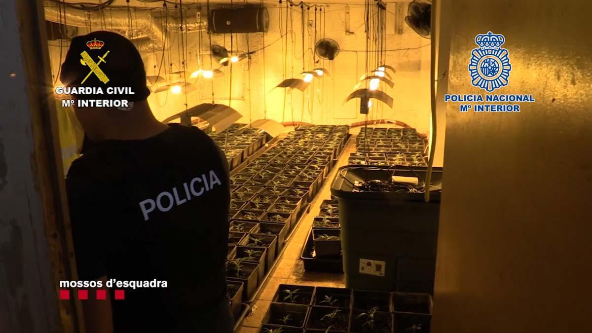 Desarticulada en El Prat de Llobregat la estructura de un clan familiar dedicado al tráfico de marihuana