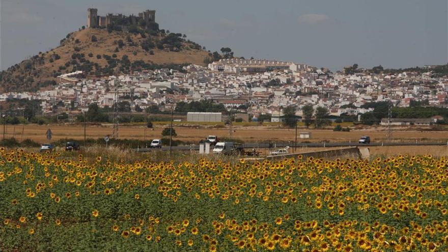 Expertos de toda España abordarán en Córdoba las novedades del sector del girasol