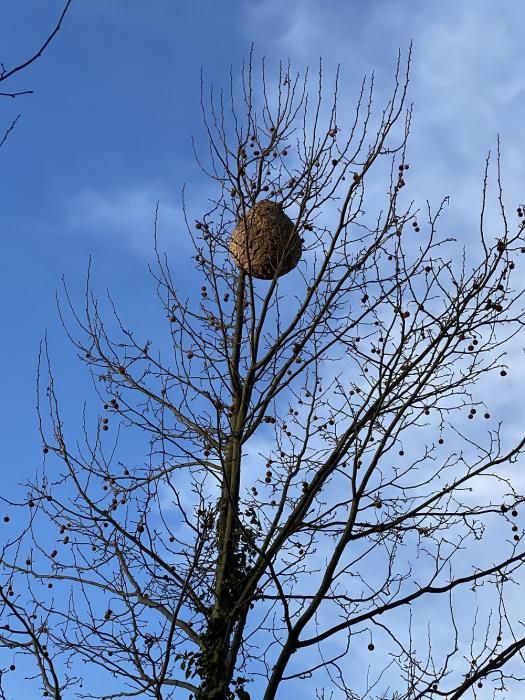 Retiren un niu de vespa velutina a Garriguella