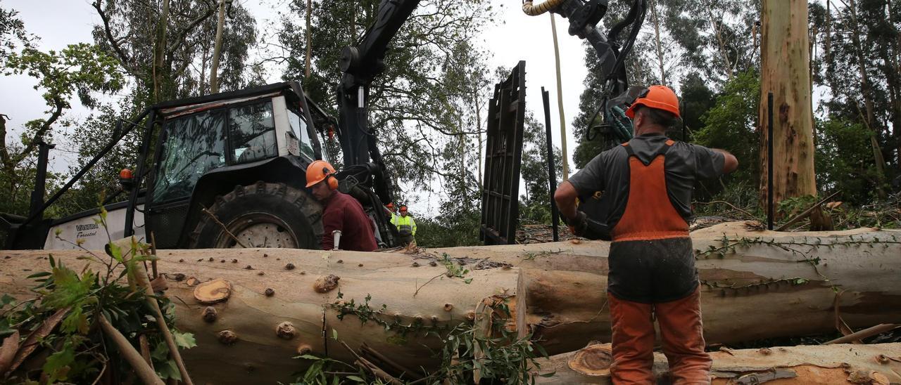 Trabajadores durante una tala de maderas en la comarca en el 2023.