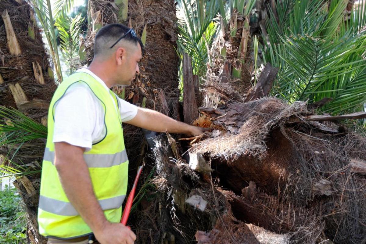 Cae una palmera en Marqués del Túria, en Valencia.