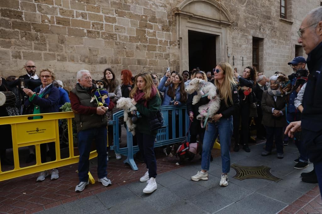 Palma celebra sus primeras 'beneïdes' sin animales exóticos por la Ley de Bienestar Animal