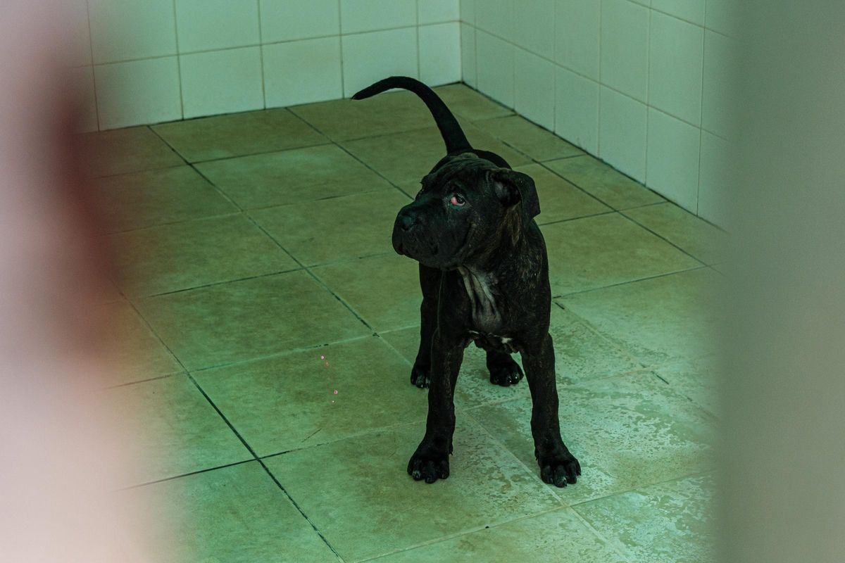 La perrita Ikram en el centro de Sa Coma de Ibiza.