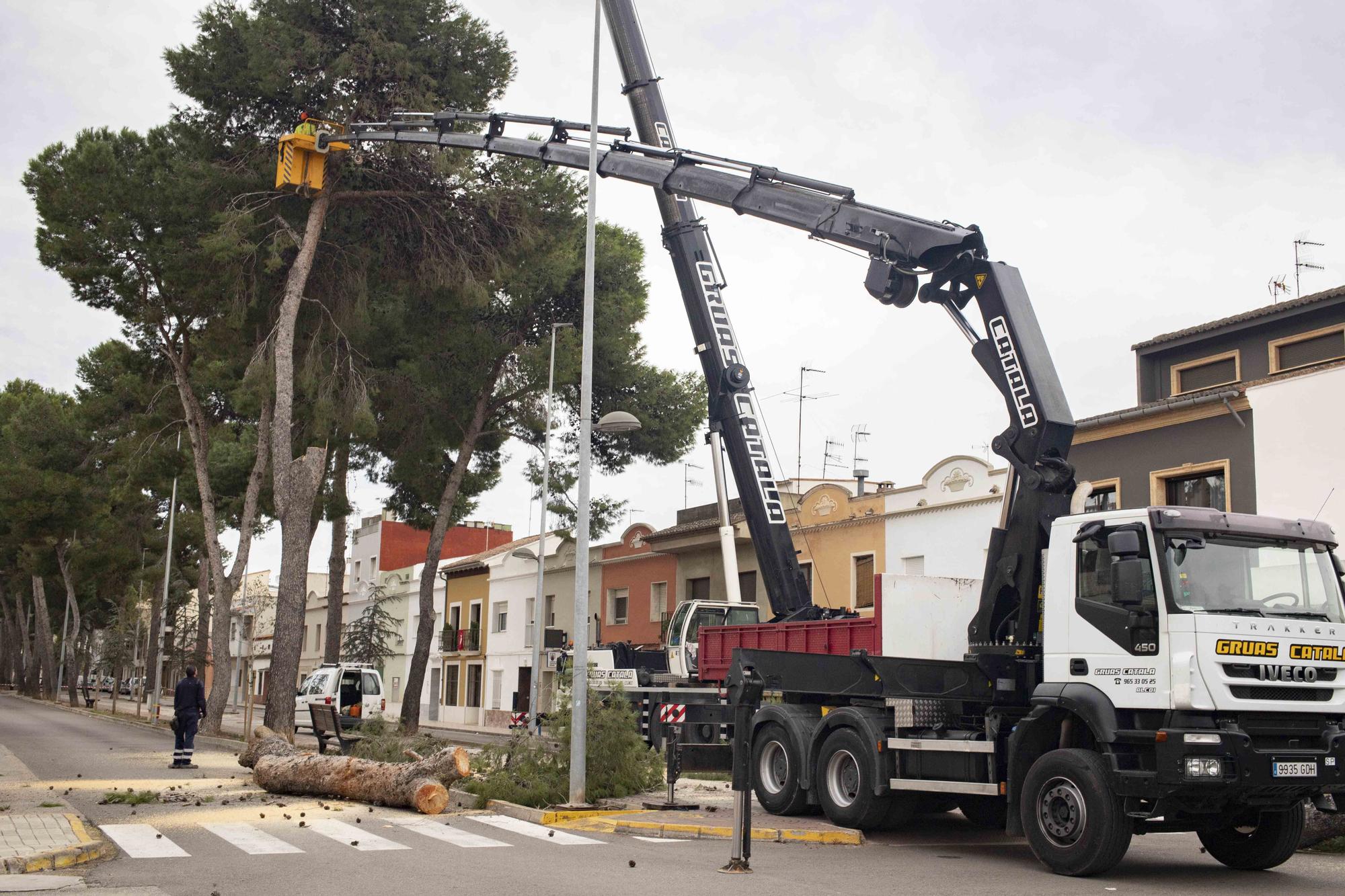 Empieza la tala de los pinos de la Gran Vía