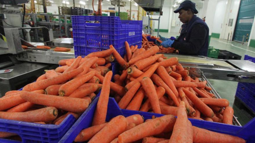 Estos son los beneficios de las zanahorias y así debes tomarlas para aprovecharlos al máximo