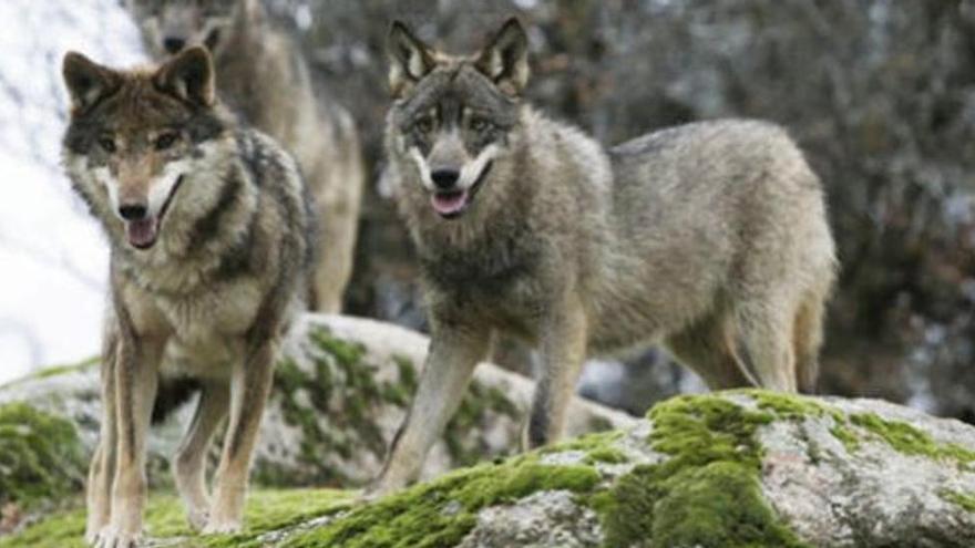 Asturias da otro paso para volver a abatir lobos: &quot;La justicia nos avalará&quot;