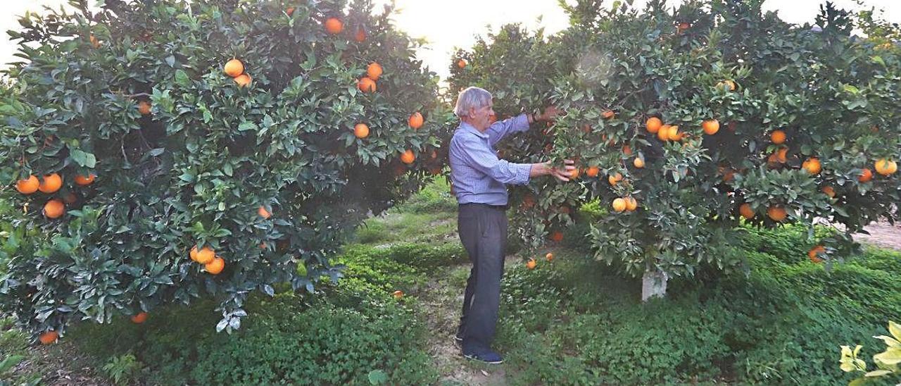 Un agricultor de Bigastro recoge las naranjas de sus árboles frutales durante la campaña citrícola que acaba de terminar.