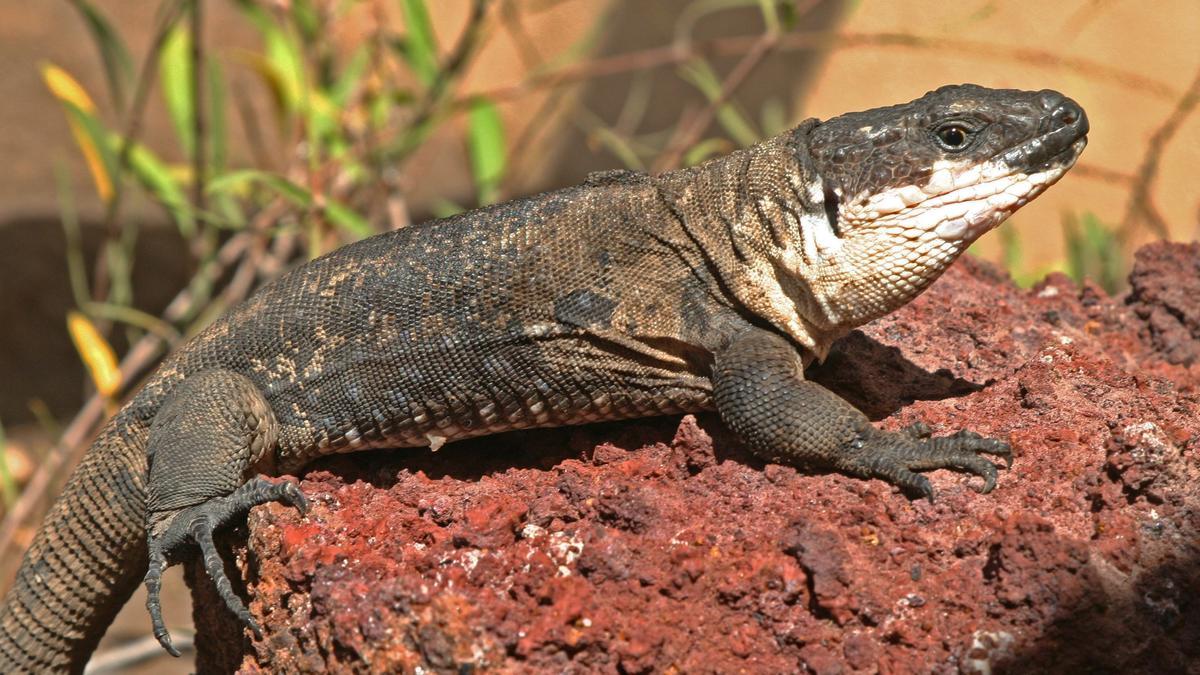 Lagarto gigante de la Gomera