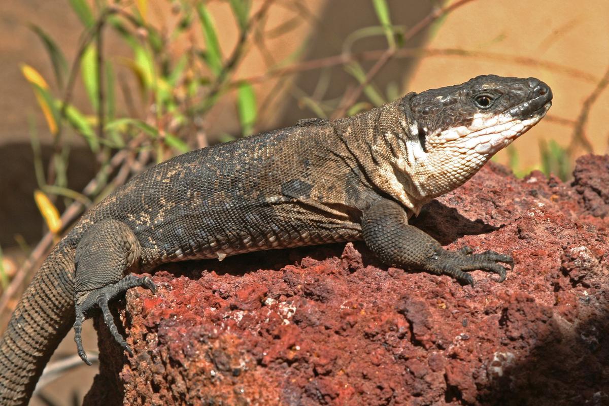 Lagarto gigante de la Gomera