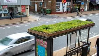 Reino Unido transforma sus paradas de autobús en jardines para abejas y mariposas