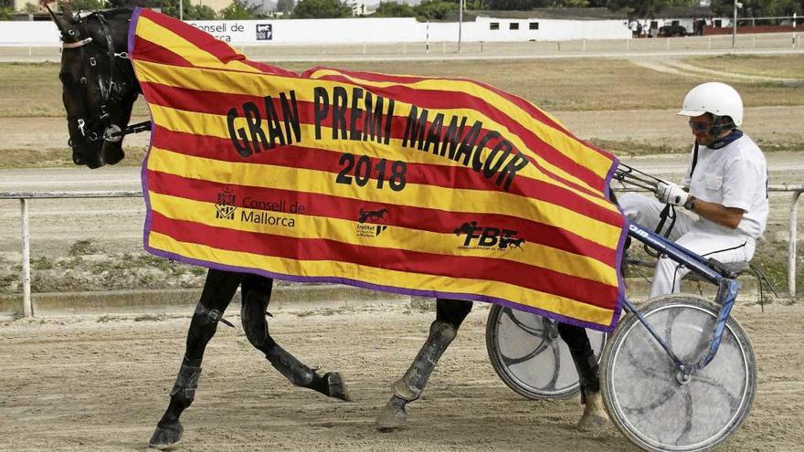 Fantàstic BS con la manta de vencedor del ´Gran Premi de Manacor´, en su paseillo de honor.