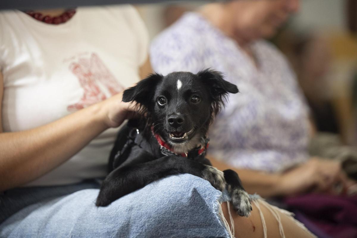 Animundo abre sus puertas en busca de adopciones para toda la vida Animundo abre sus puertas en busca de adopciones para toda la vida
