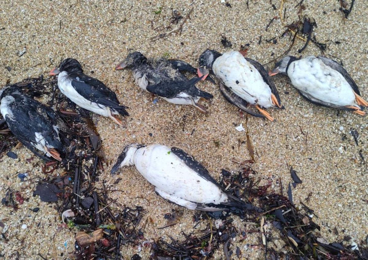 Un grupo de frailecillos muertos en la playa de Rodeira, en Cangas. | FDV