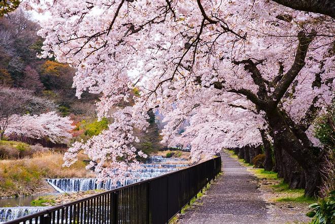 Árboles de la flor del cerezo, Japón, descubriendo el país