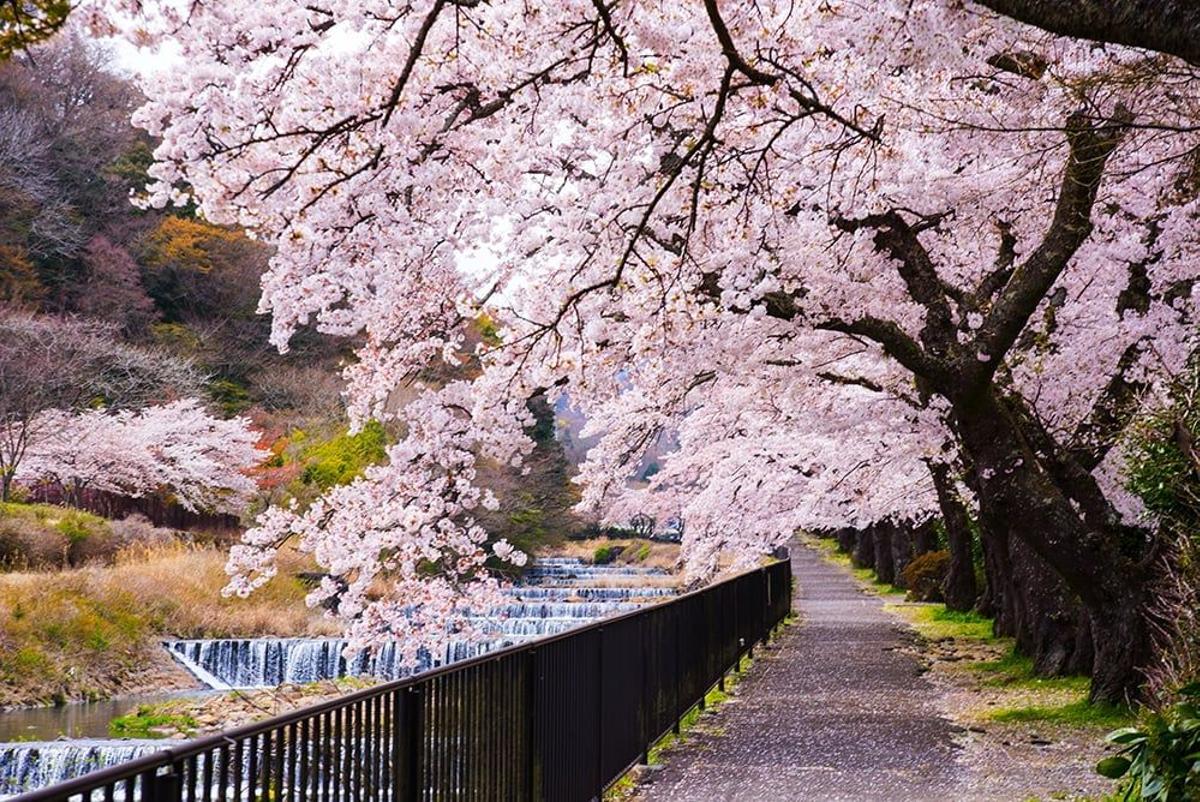 Árboles de la flor del cerezo, Japón, descubriendo el país
