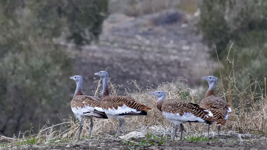 Los cambios del paisaje en la campiña