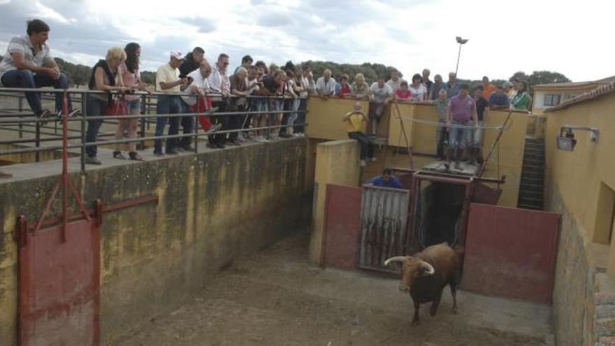 Los toros con los mandos durante el encierro en la finca salmantina.