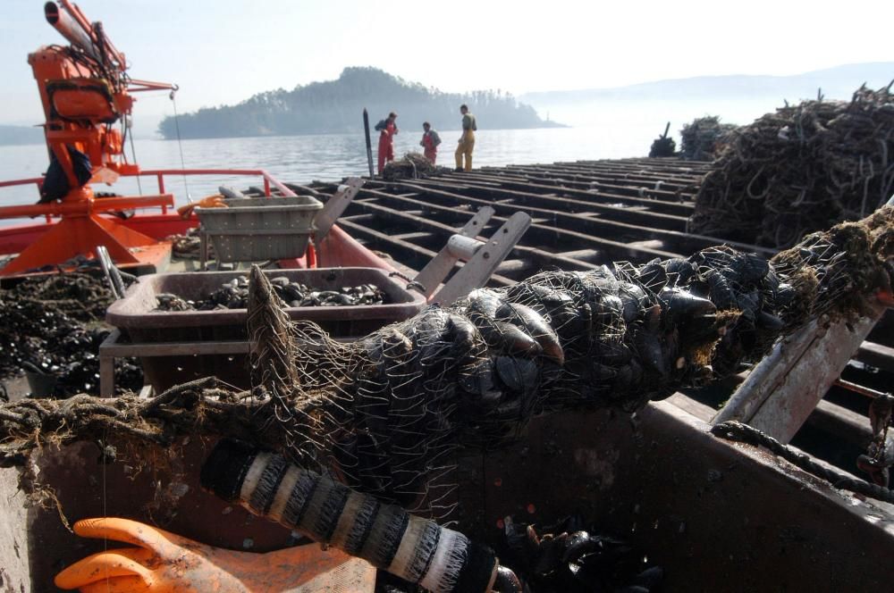 Las bateas de la ría de Pontevedra cumplen tres meses cerradas