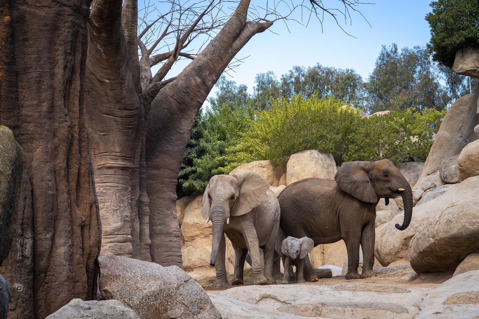 La cría de elefante Makena cumple seis meses