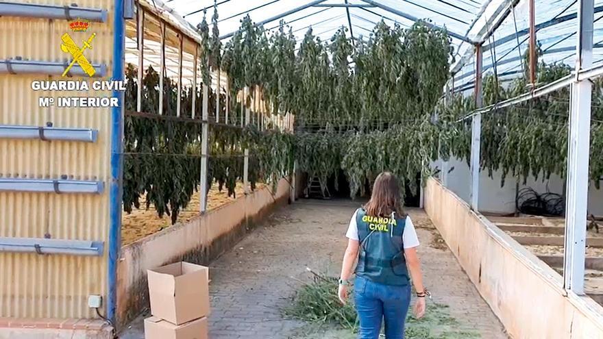 La gran operación nacional contra el cannabis halló 4.000 plantas en Ponte (Soto del Barco)