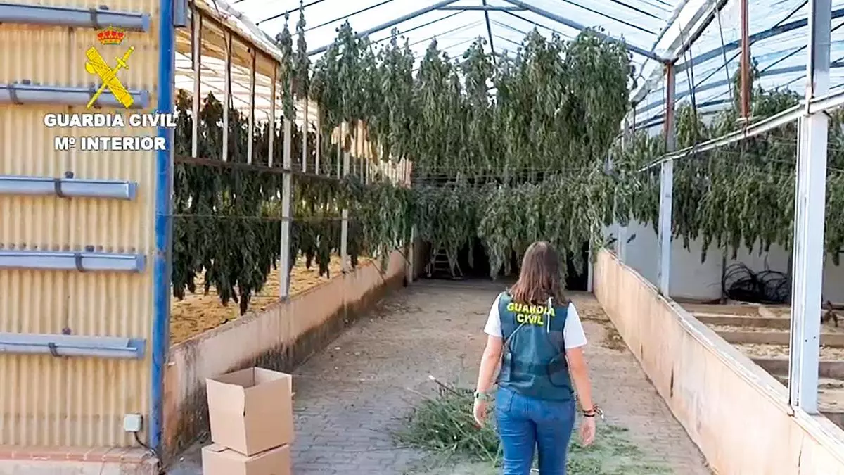 Dos detenidos en Soto del Barco en el mayor golpe a la marihuana en España