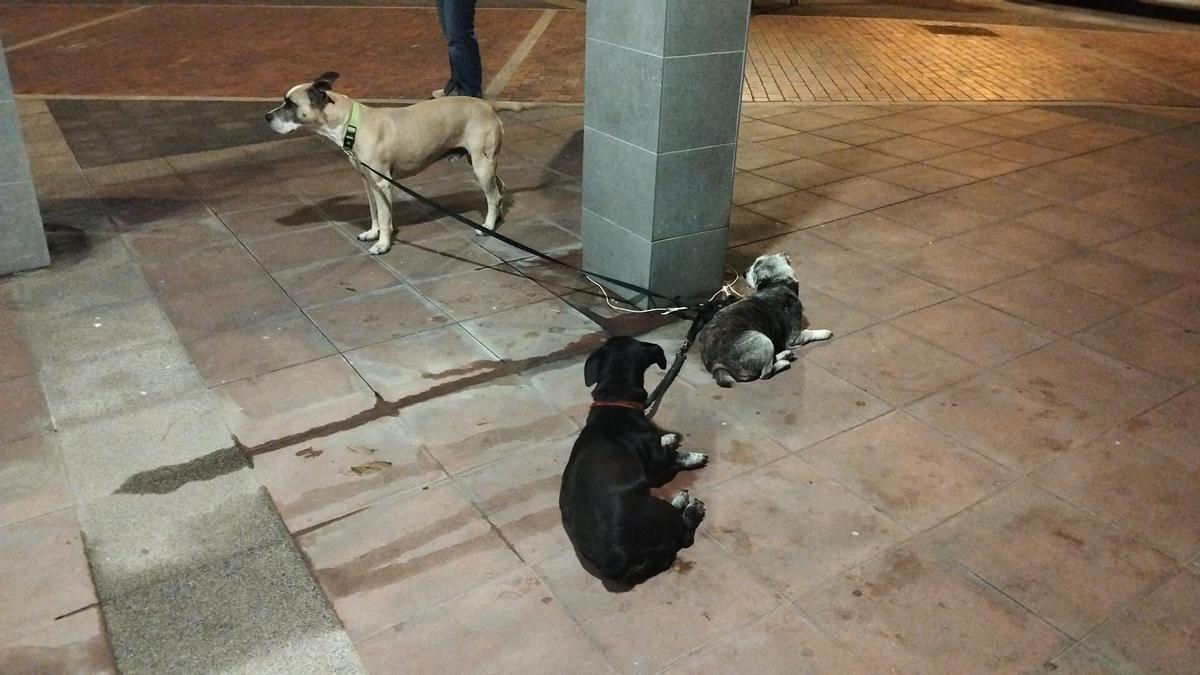 Perros abandonados cerca de la plaza del Pilar, en el barrio de Guanarteme