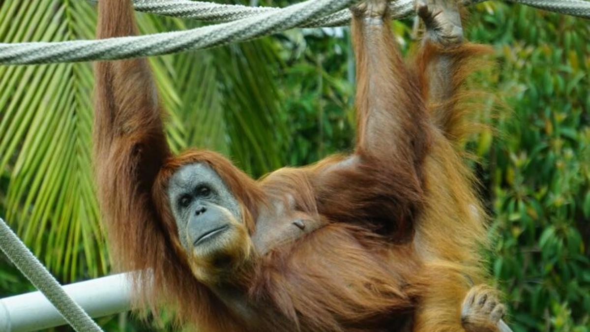 Para que el coronavirus no tenga un reservorio, San Diego vacuna a los simios del zoo