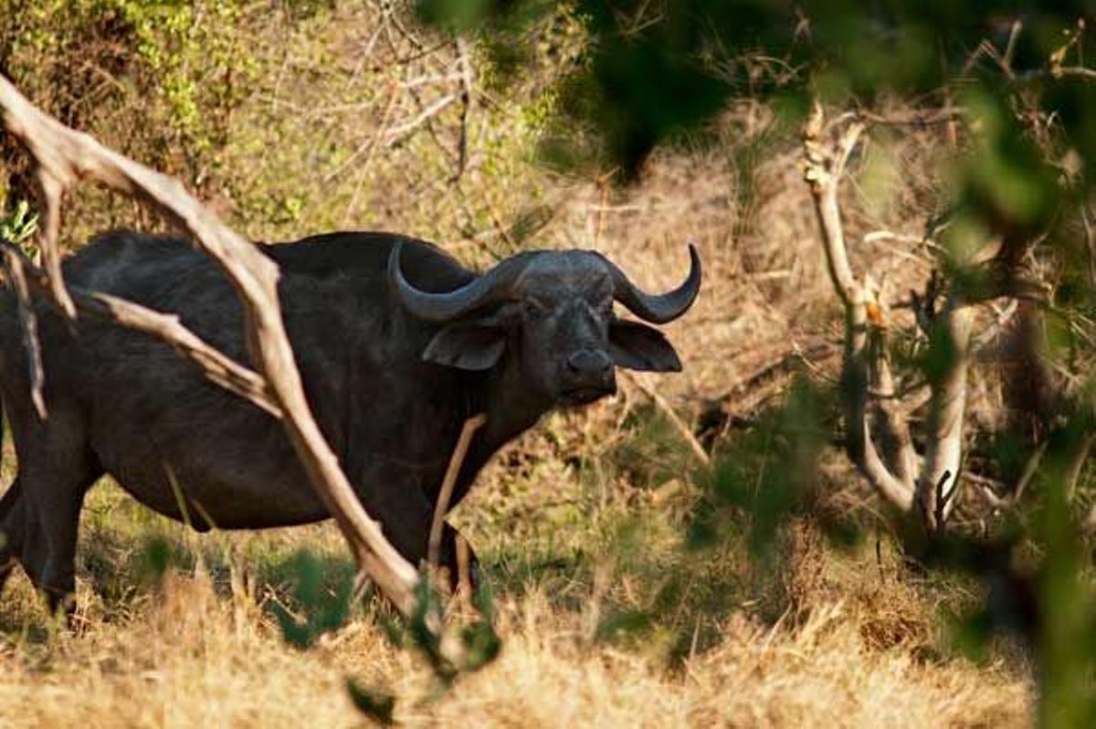 Búfalo en el delta del Okavango.