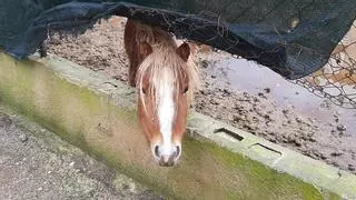 Operación policial contra la venta ilegal de animales en Son Malferit