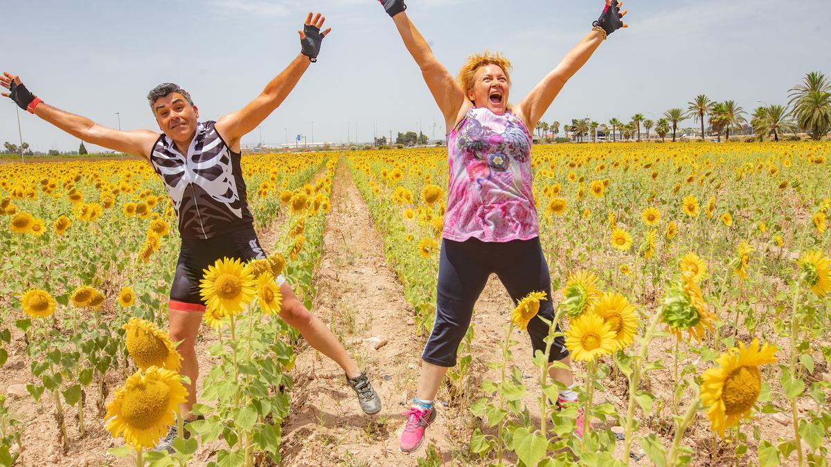 Los espectaculares campos de girasol plantados en Pilar de la Horadada