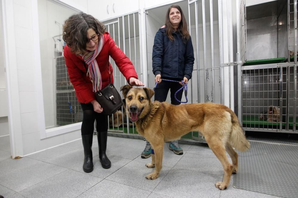 Visita al perro Nicolás en la clínica donde lo atienden de la brutal paliza