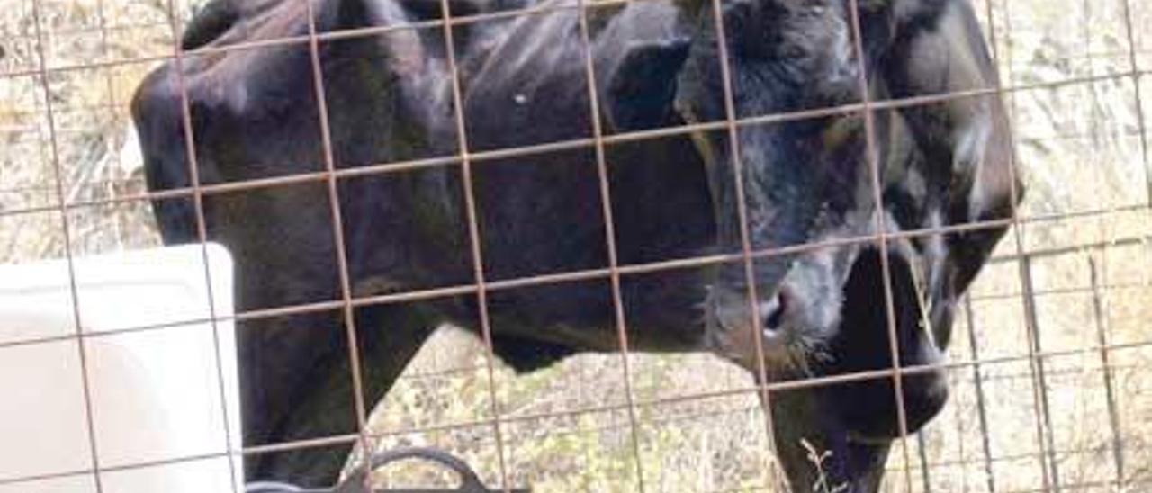 Toros que viven entre chalés