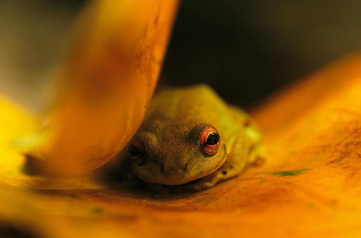 Una rana descansa sobre una hoja que amarillea en el Parque Nacional de Loango. Parque Nacional de Loango, Gabón. © Michael Nichols / National Geographic.