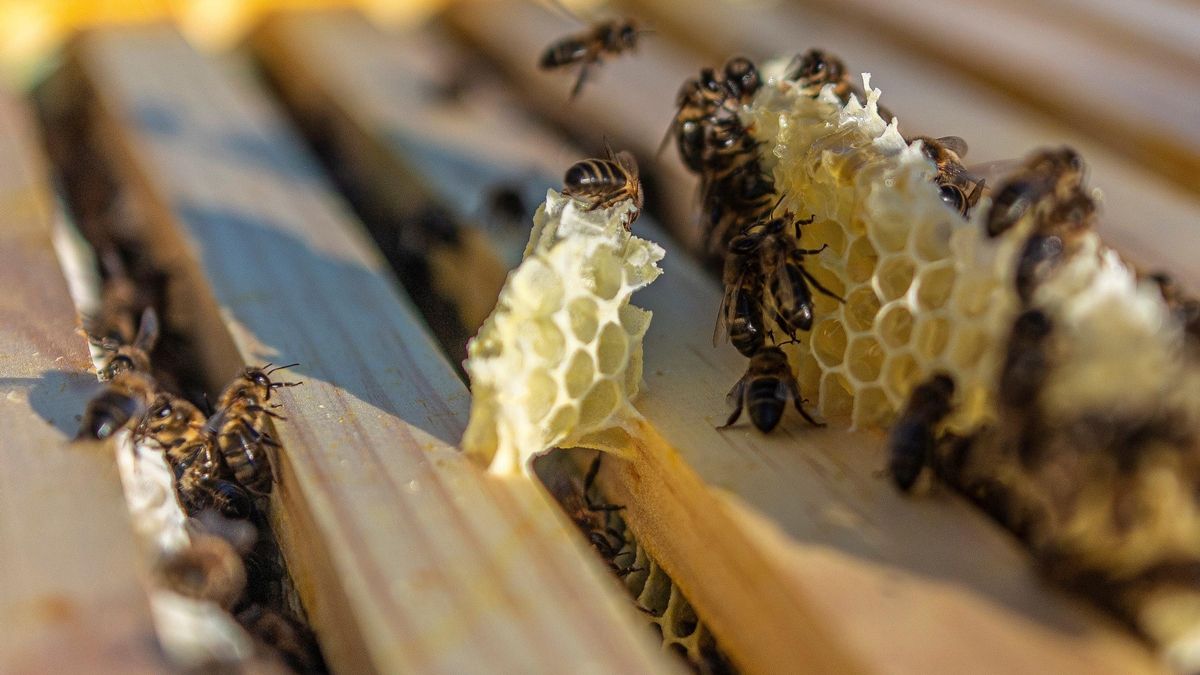 Abejas trabajan en un panal.