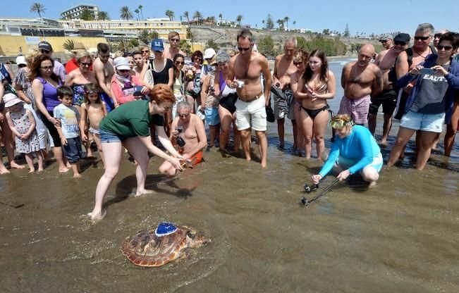 18/03/2016 PLAYA DEL INGLES, SAN BARTOLOME DE TIRAJANA. Suelta de tortugas bobas en Playa del Ingles. Foto: SANTI BLANCO