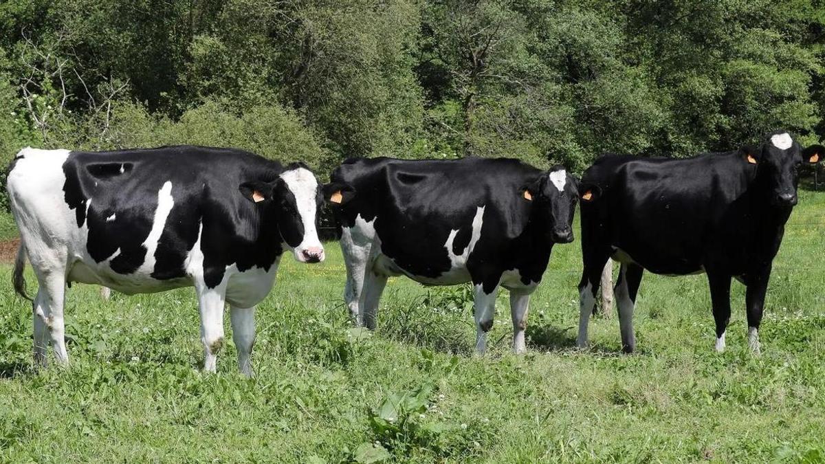 Las vacas españolas ya dan más leche que las de Alemania y Países Bajos