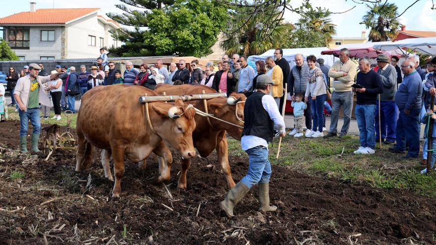 Matamá celebra su 'Sementeira', una oda al rural