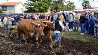 Productiva jornada de labranza en Matamá