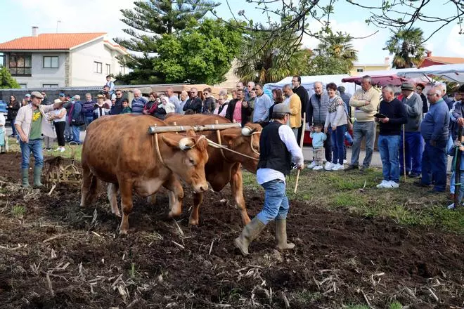 Matamá celebra su 'Sementeira', una oda al rural