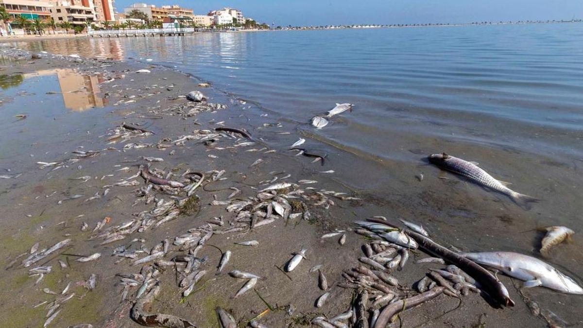 Foto de archivo de peces muertos en las orillas del Mar Menor durante la anoxia de 2019.