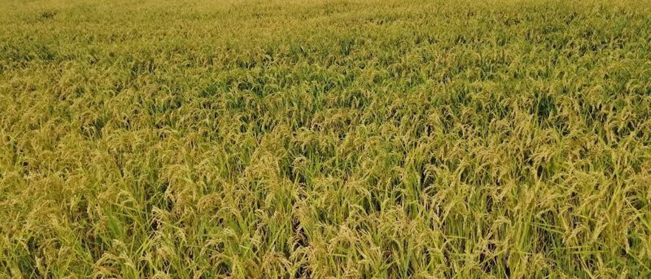 El cambio de color de los arrozales, del verde al dorado, muestra el avance de la maduación de la gramínea. | JOAN GIMENO