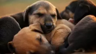 La Ley de Bienestar Animal lo deja claro: prohibido adoptar o comprar cachorros con menos de esta edad