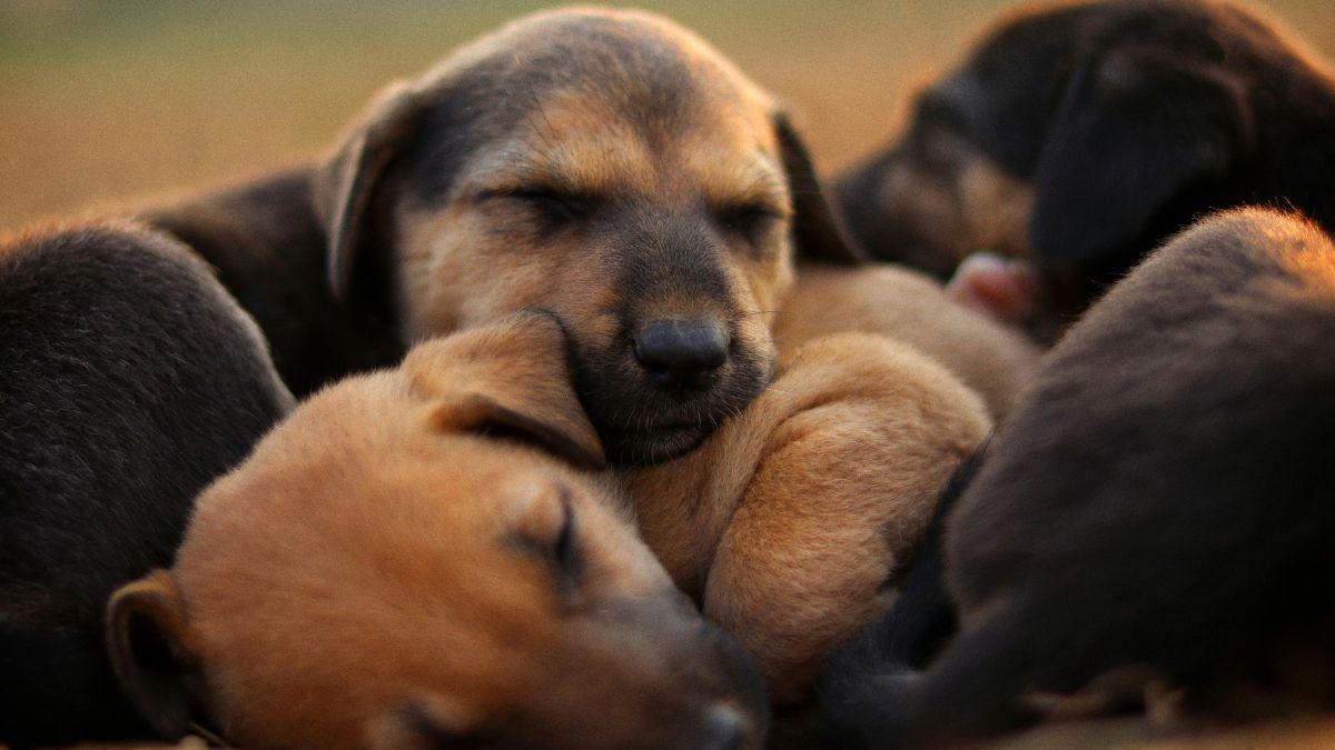 ¿Qué cambia la nueva Ley de Bienestar Animal?