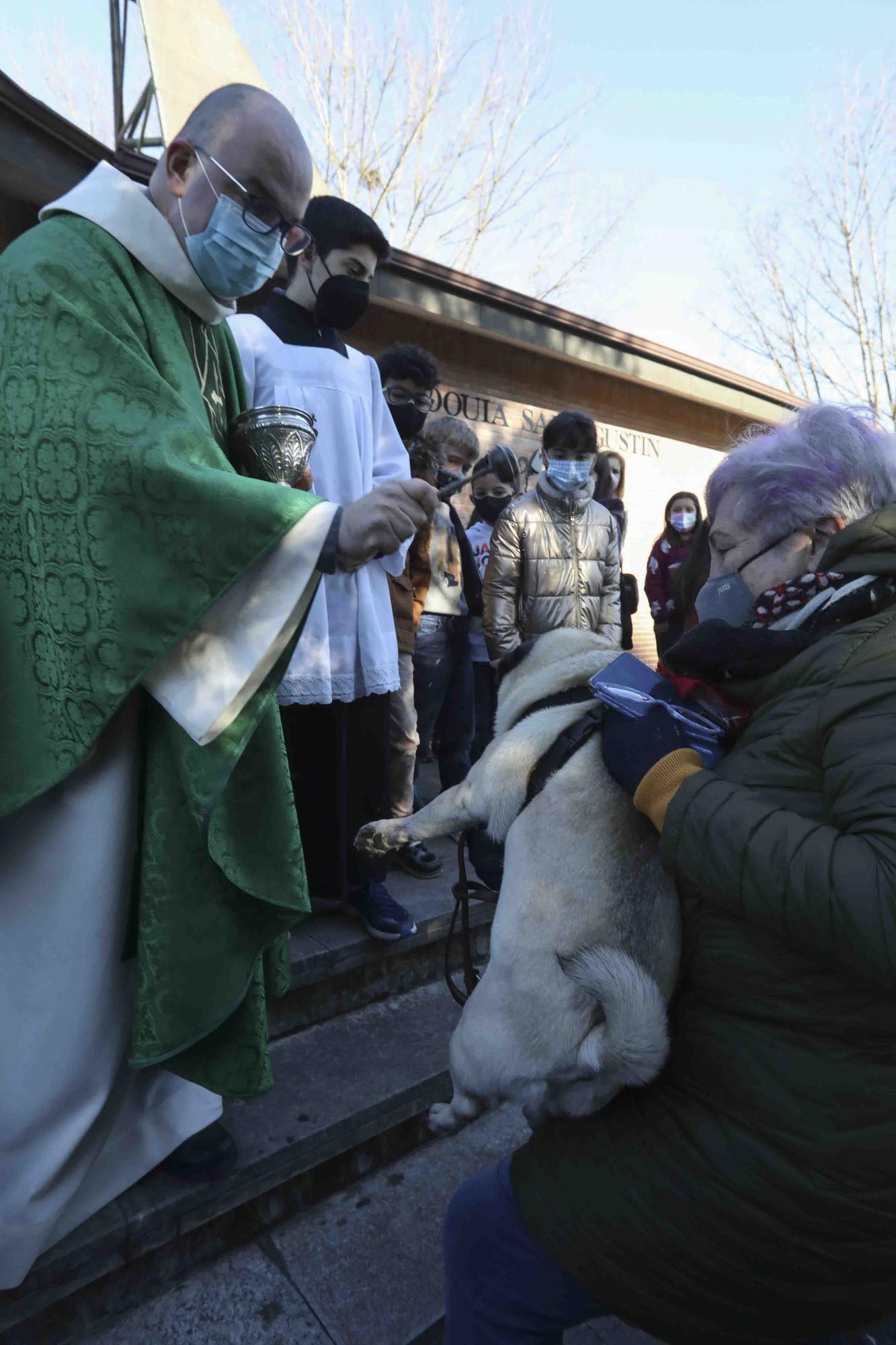 Bendición de animales por San Antón en Avilés