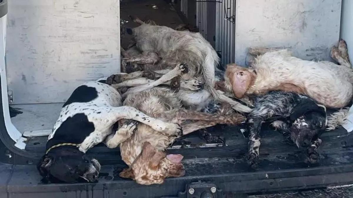 Ein Großteil der Jagdhunde hat die Überfahrt nach Palma nicht überlebt.