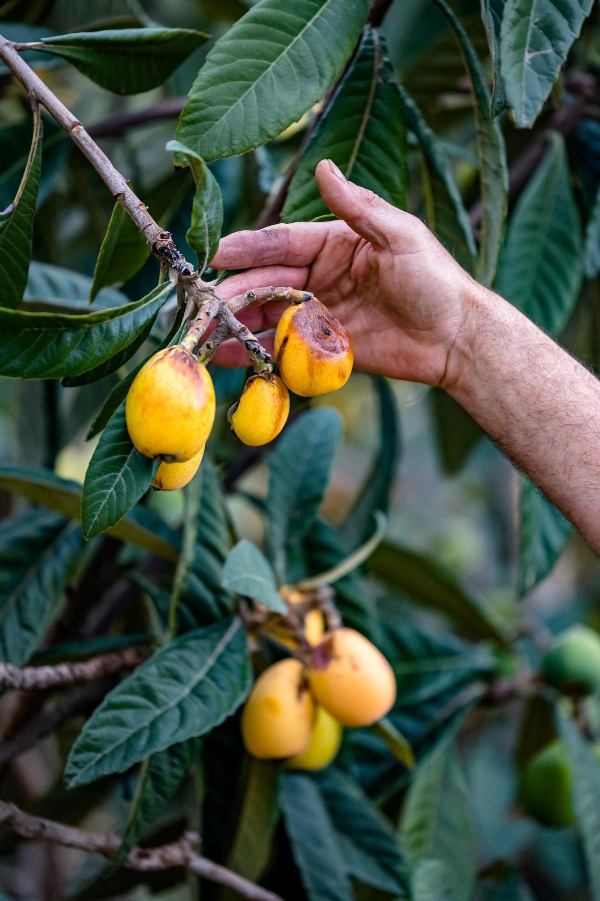 La lluvia echa a perder entre el 20 y el 25% de la cosecha de nísperos y los agricultores no cobrarán el seguro.