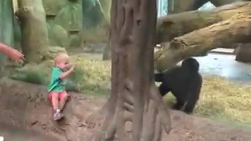 Un niño y un gorila juegan al escondite en un zoo de EEUU