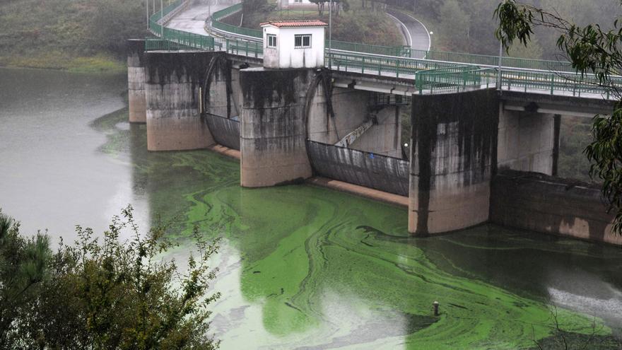 La corteza de eucalipto se usará dos años más en el embalse del Umia contra las cianobacterias